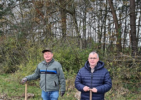 Ersatzaufforstung nach Rodung