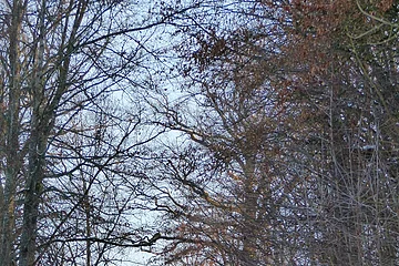 Unterwegs im verschneiten Zukunftswald Monheim