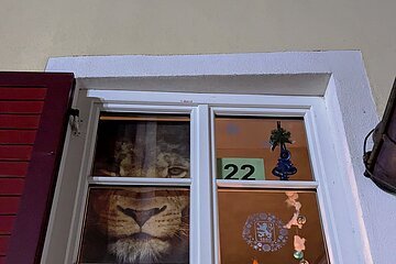 22 Adventskalender-Fenster 2024 - Löwen