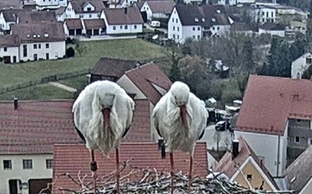 Storchennest 2025 Oberer Tortum