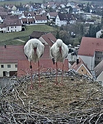 Storchennest 2025 Oberer Tortum