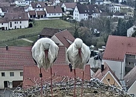 Storchennest 2025 Oberer Tortum