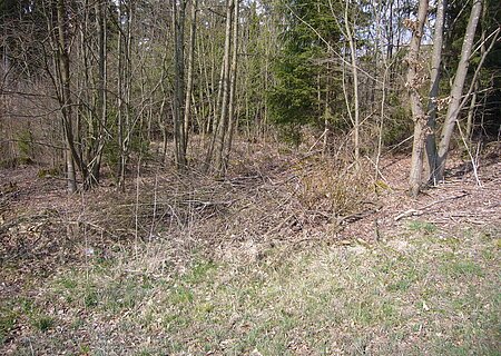 Die Bäume und Sträucher an einem Waldrand tragen kein Laub.