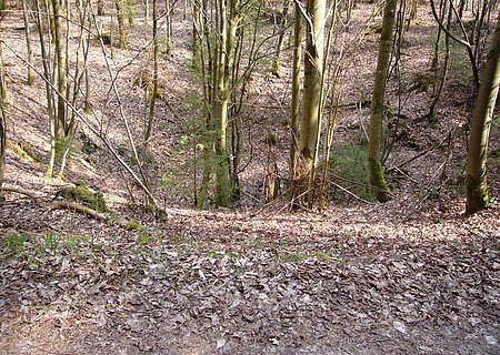 In einem Wald befindet sich eine große Mulde mit Bäumen.