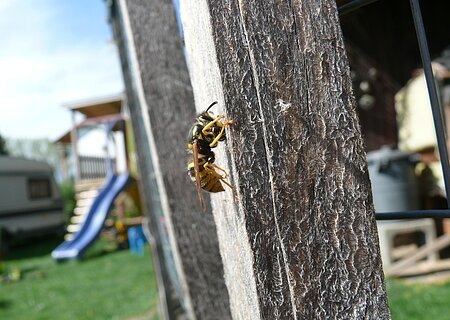 "Monheim summt!" - Wespe Wespe krabbelt an einem Holzpfosten, im Hintergrund unscharf eine blaue Rutsche und ein Wohnwagen.