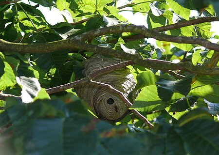 Wespennest Ein Wespennest hängt zwischen grünen Blättern und Zweigen in einem Baum.
