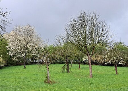 Streuobstwiesen Wiese mit mehreren Bäumen, einige blühend, unter bewölktem Himmel.