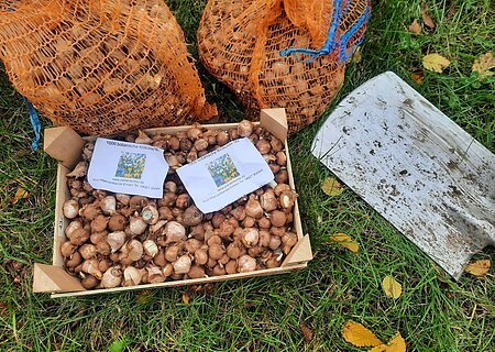 Warching summt Kiste mit Krokuszwiebeln, zwei weitere Säcke mit Krokuszwiebeln und eine Schaufel liegt auf dem Gras. Einige gelbe Blätter liegen ebenfalls auf dem Gras.