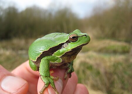 Laubfrosch Grüner Laubfrosch sitzt auf einem Finger vor unscharfem Naturhintergrund.