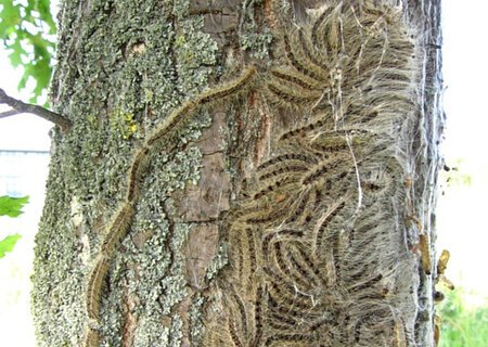 Eichenprozessionsspinner Raupen des Eichenprozessionsspinners auf der Rinde eines Baumes, die in Gruppen angeordnet sind und sich entlang der Oberfläche bewegen. Im Hintergrund grünes Gras.